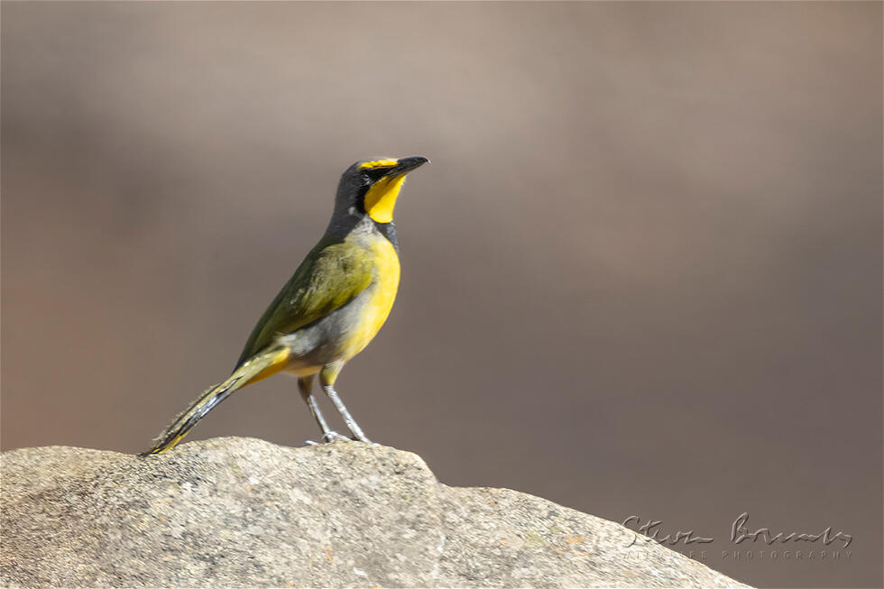 Bokmakierie (Telophorus zeylonus)