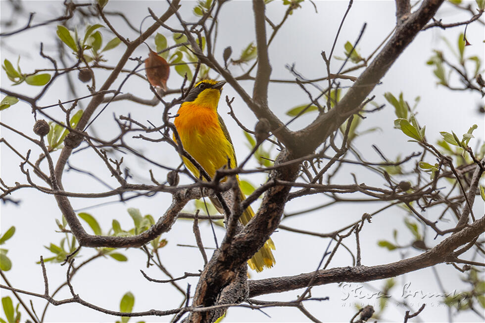 Orange-breasted Bushshrike (Chlorophoneus sulfureopectus)