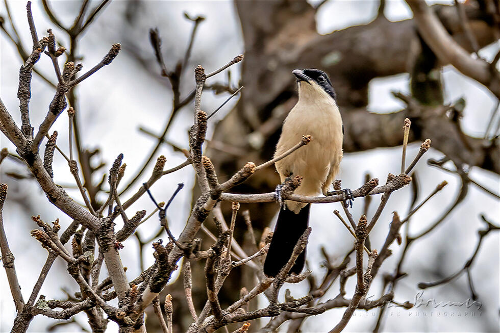 Tropical Boubou (Laniarius major)