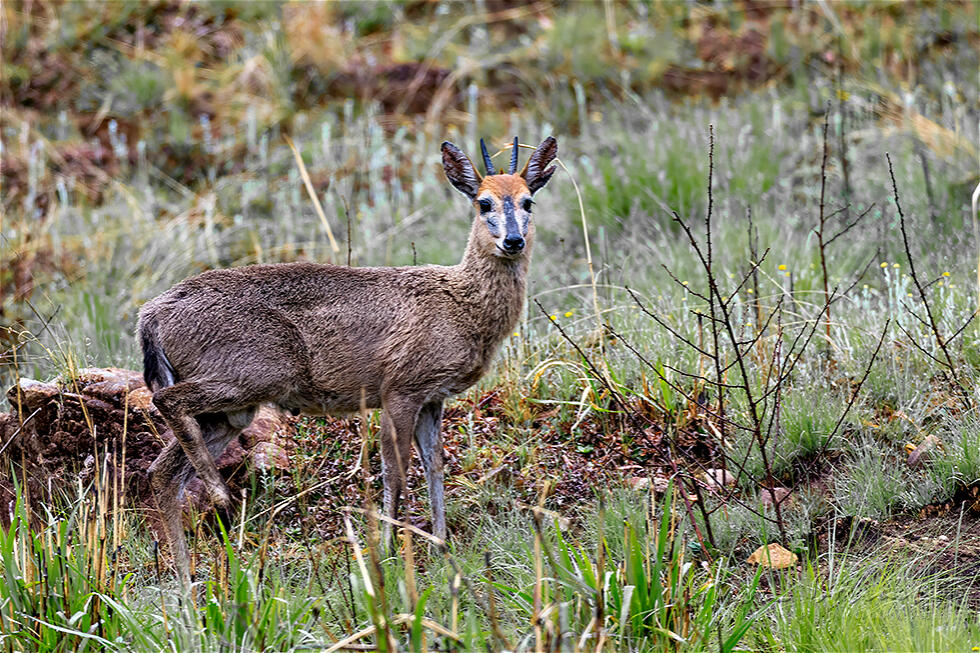 Common Duiker (Sylvicapra grimmia)