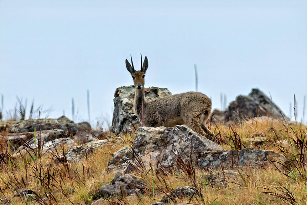 Grey Rhebok (Pelea capreolus)