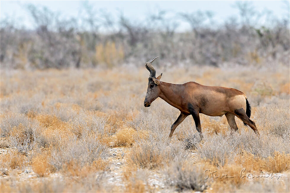 Hartebeest (Alcelaphus buselaphus)