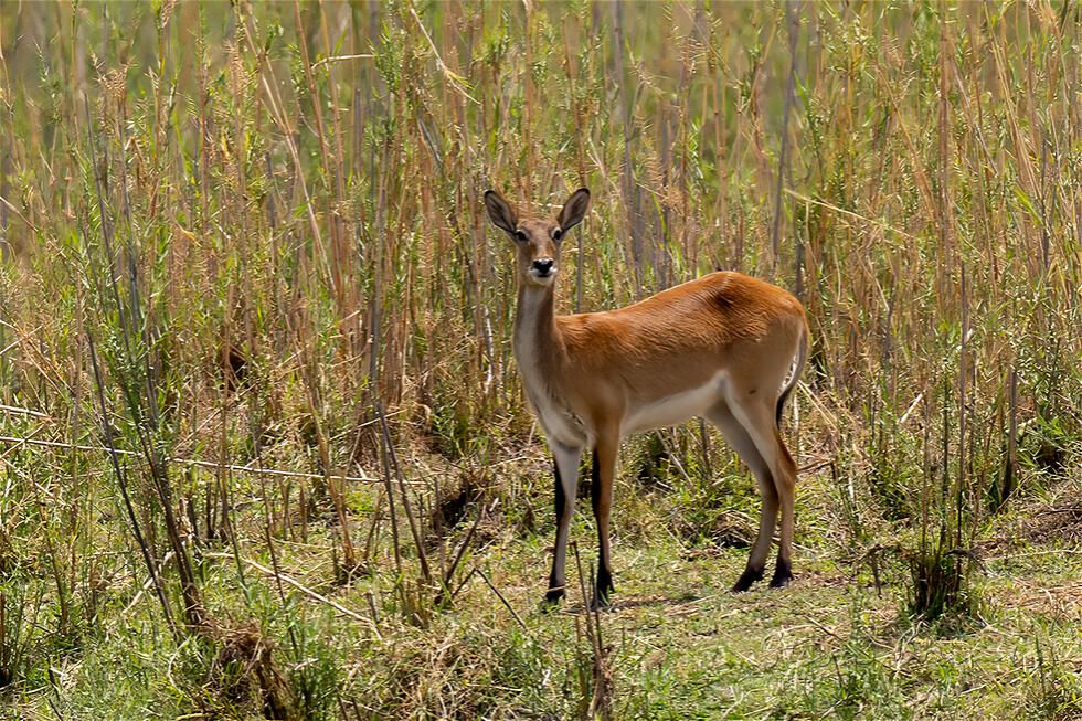 Southern Lechwe (Kobus leche)