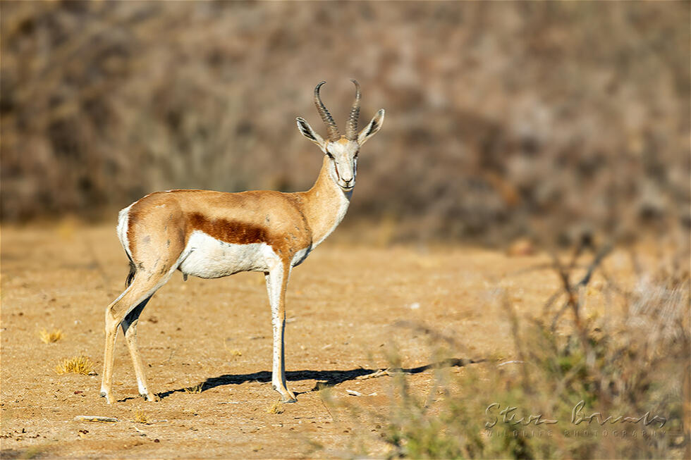Springbok (Antidorcas marsupialis)