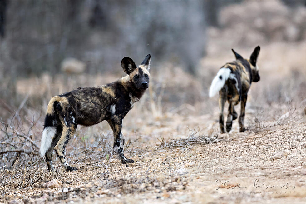 African Wild Dog (Lycaon pictus)