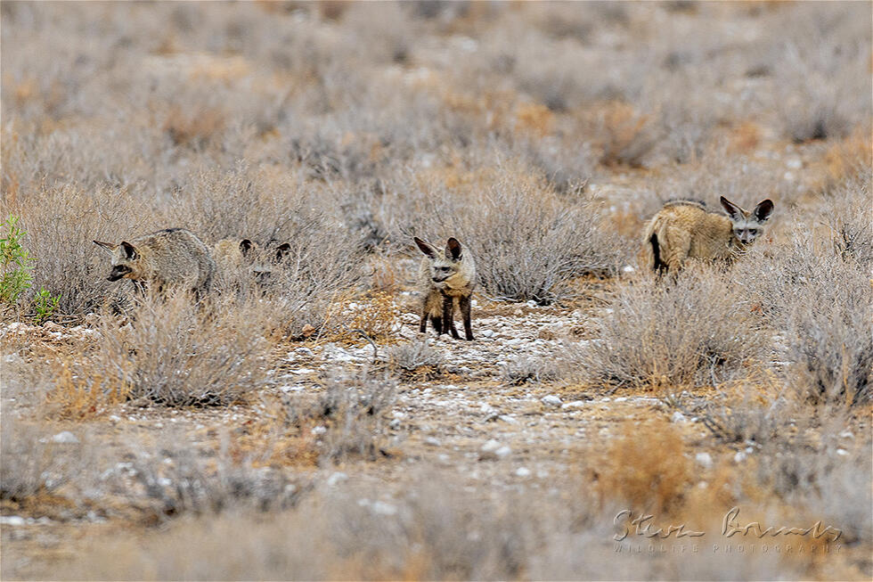 Bat-Eared Fox (Otocyon megalotis)