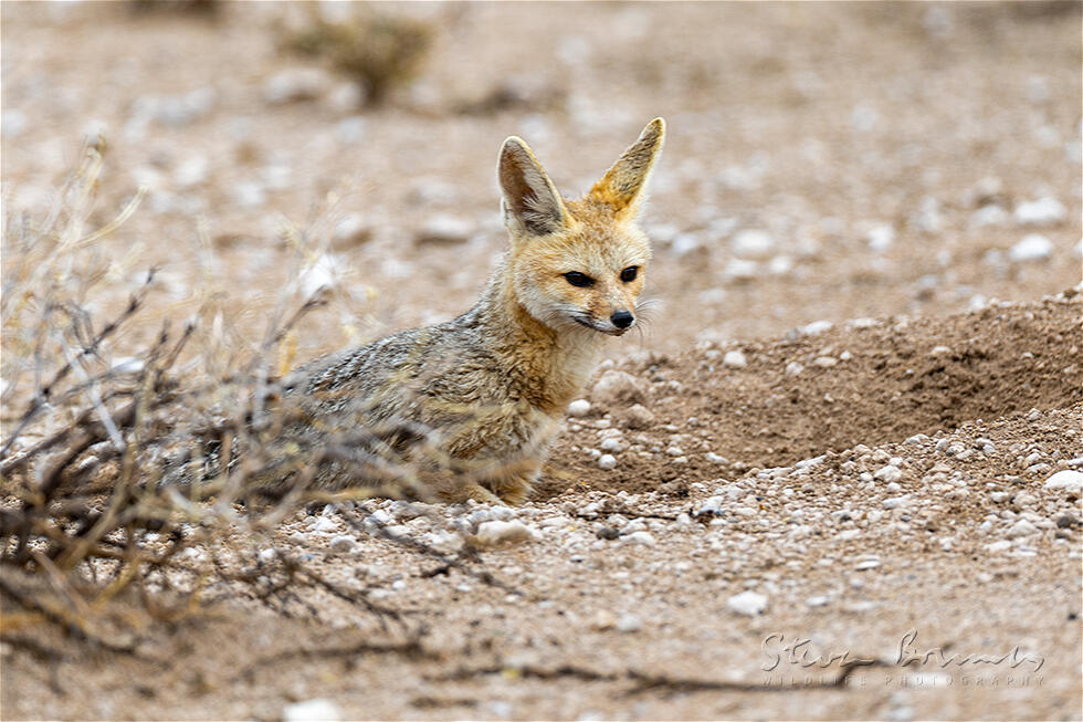 Cape Fox (Vulpes chama)