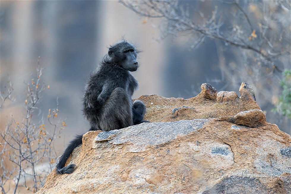 Chacma Baboon (Papio ursinus)