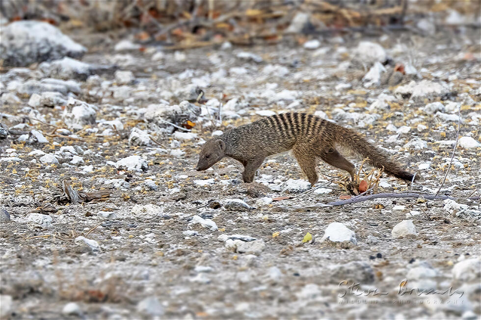 Banded Mongoose (Mungos mungo)