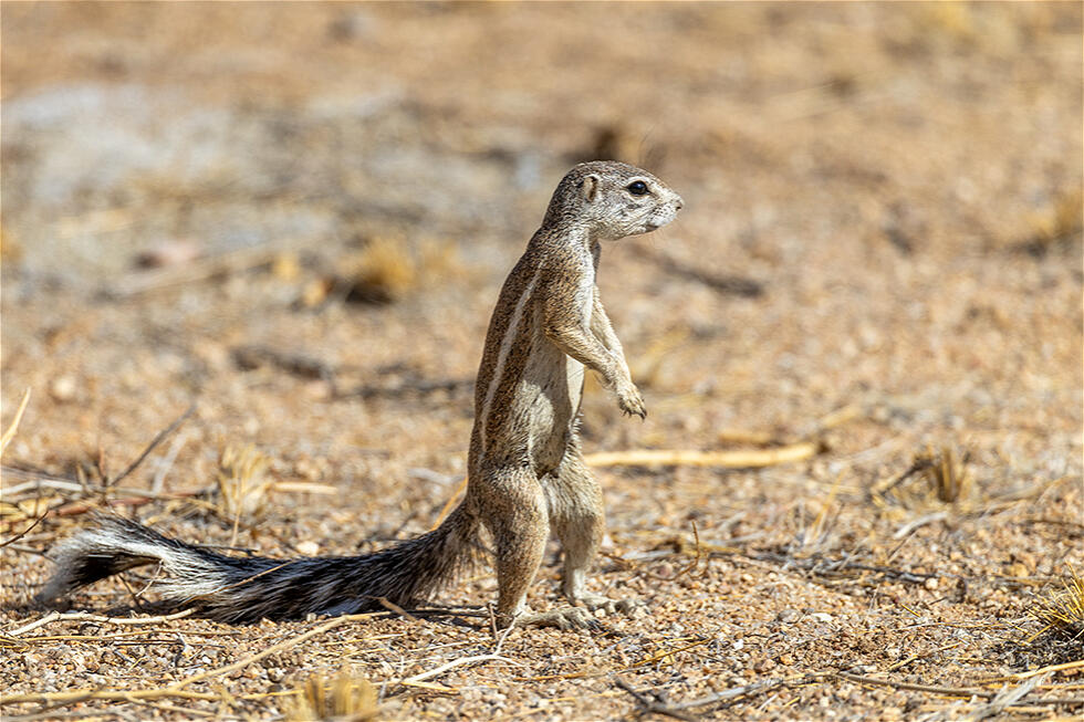 Damara Ground Squirrel (Geosciurus princeps)
