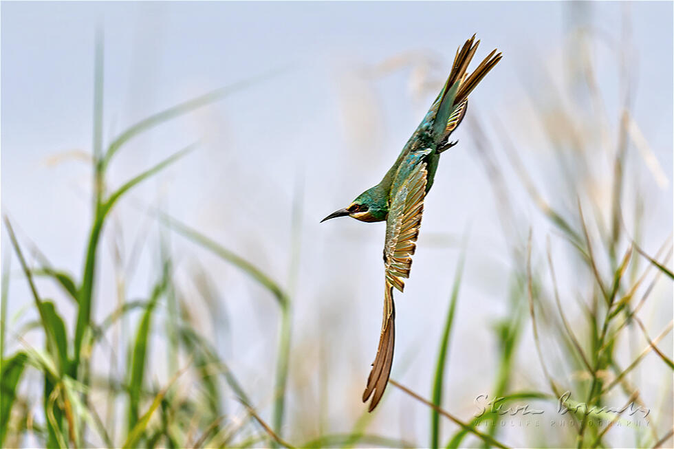 Blue-cheeked Bee-eater (Merops persicus)