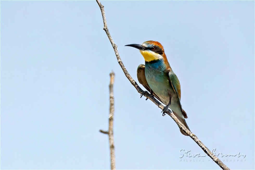 European Bee-eater (Merops apiaster)