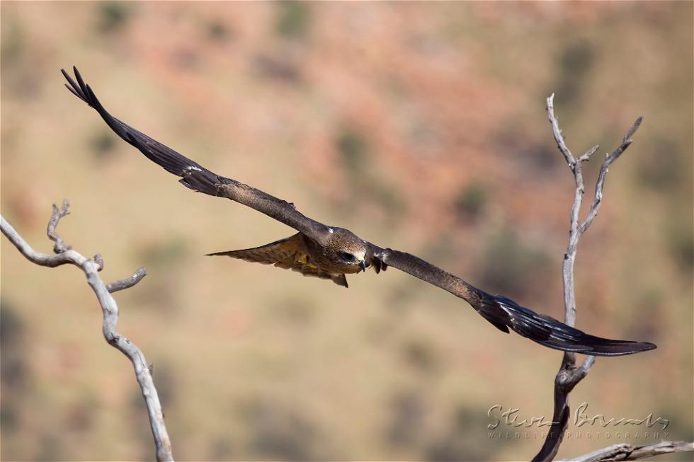 Black Kite (Milvus migrans)