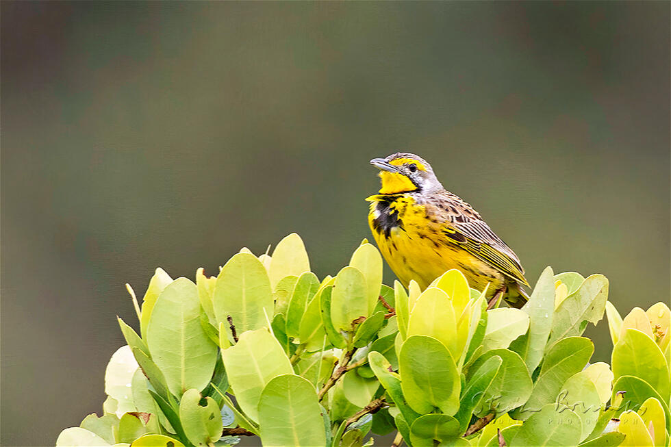 Yellow-throated Longclaw (Macronyx croceus)