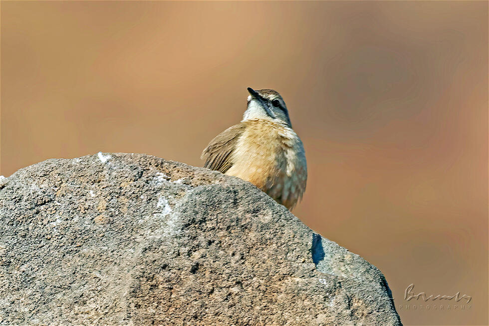 African Rock Pipit (Anthus crenatus)