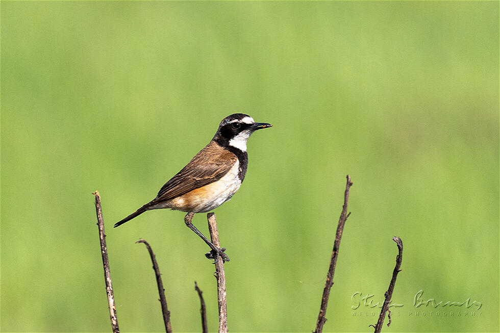 Capped Wheatear (Oenanthe pileata)