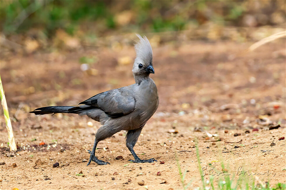 Grey Go-away-bird (Corythaixoides concolor)