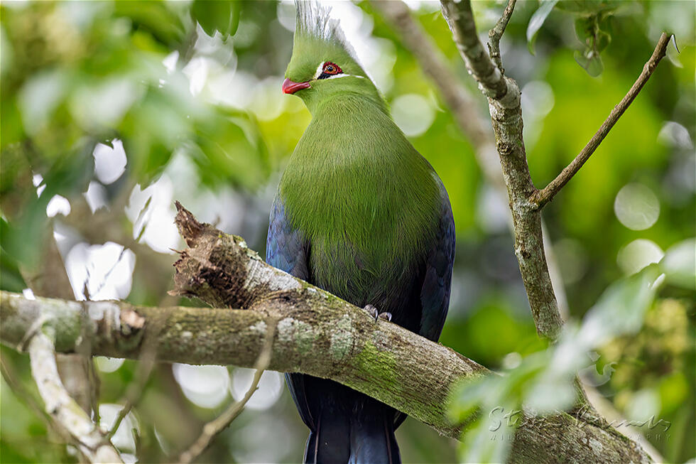 Livingstone's Turaco (Tauraco livingstonii)