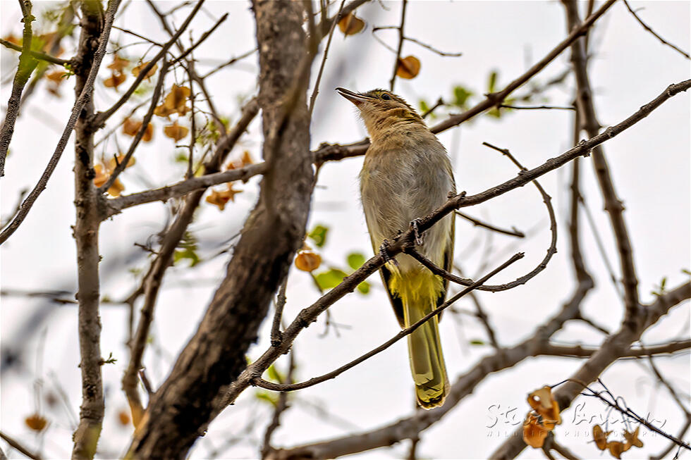 Eastern Nicator (Nicator gularis)