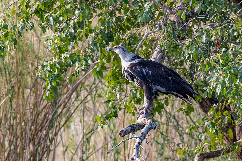 Western Osprey (Pandion haliaetus)