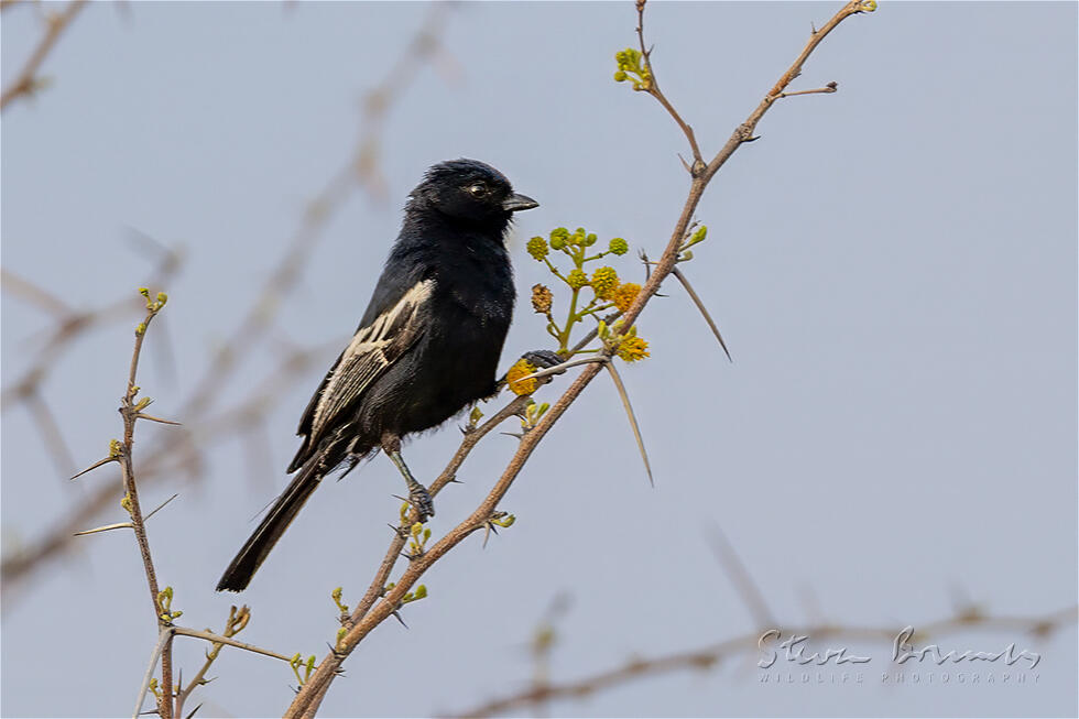 Carp's Tit (Melaniparus carpi)