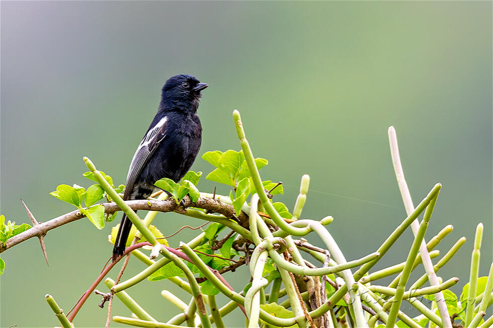 Southern Black Tit (Melaniparus niger)