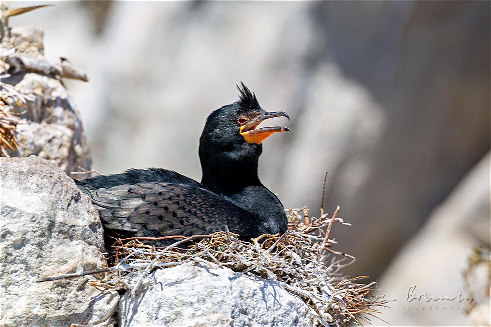 Crowned Cormorant (Microcarbo coronatus)