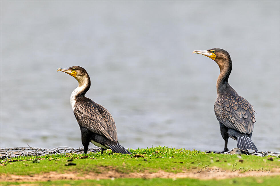 White-breasted Cormorant (Phalacrocorax lucidus)