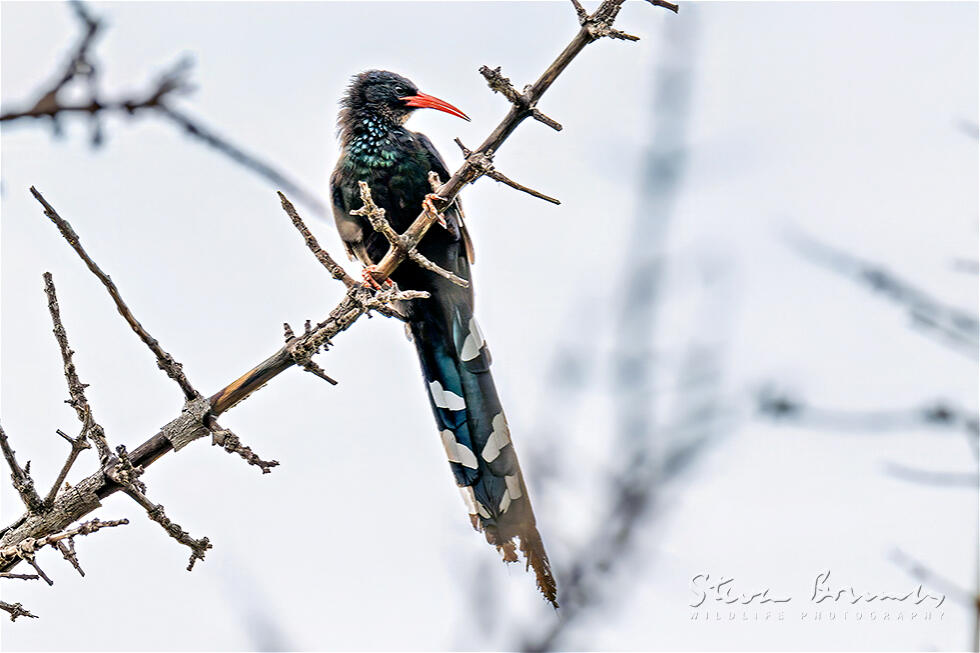 Green Wood Hoopoe (Phoeniculus purpureus)