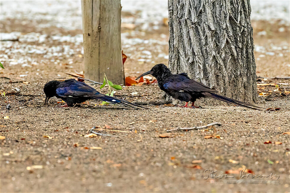 Violet Wood Hoopoe (Phoeniculus damarensis)