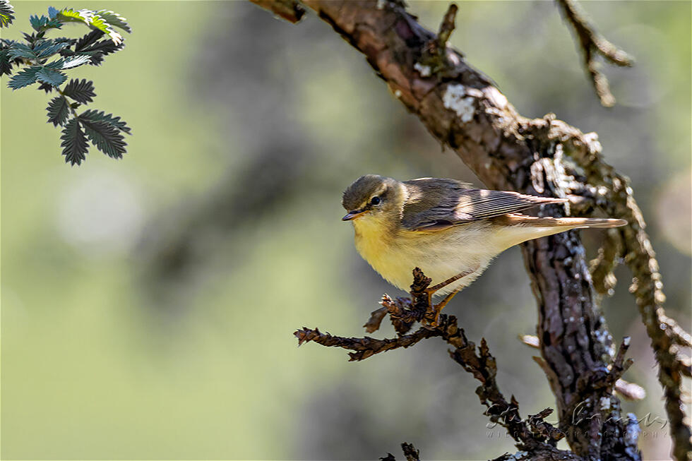 Willow Warbler (Phylloscopus trochilus)