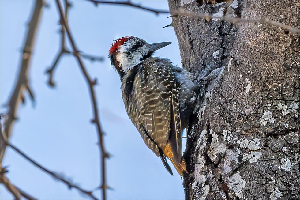 Bearded Woodpecker (Chloropicus namaquus)