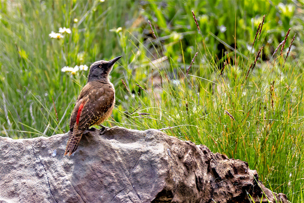 Ground Woodpecker (Geocolaptes olivaceus)
