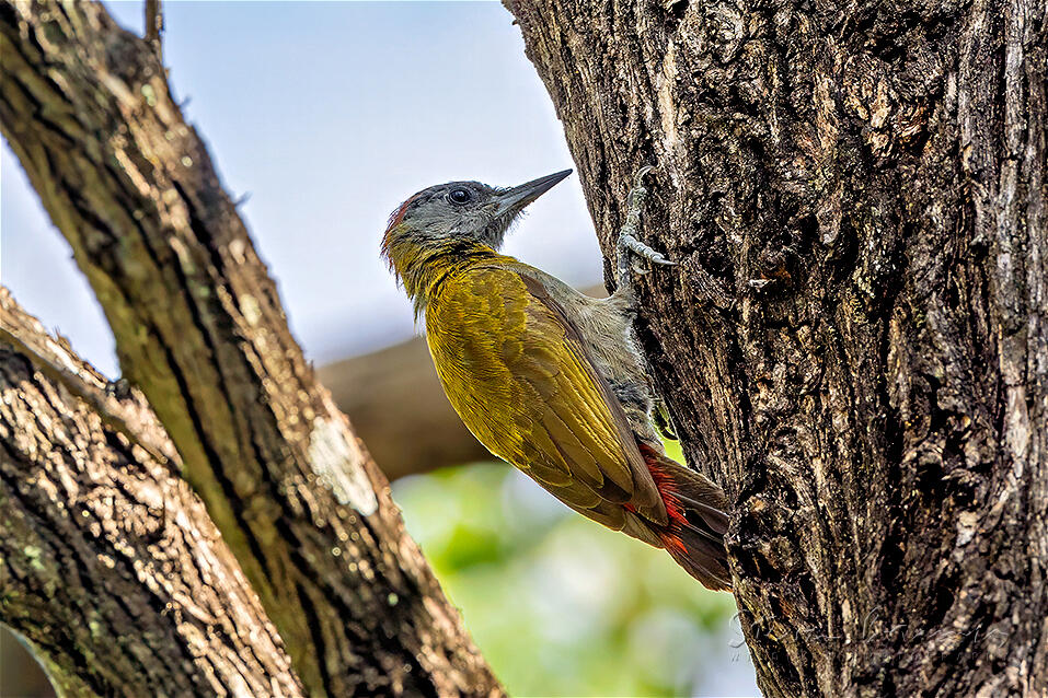 Olive Woodpecker (Dendropicos griseocephalus)
