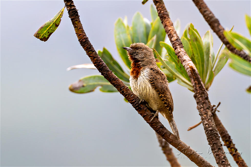 Red-throated Wryneck (Jynx ruficollis)