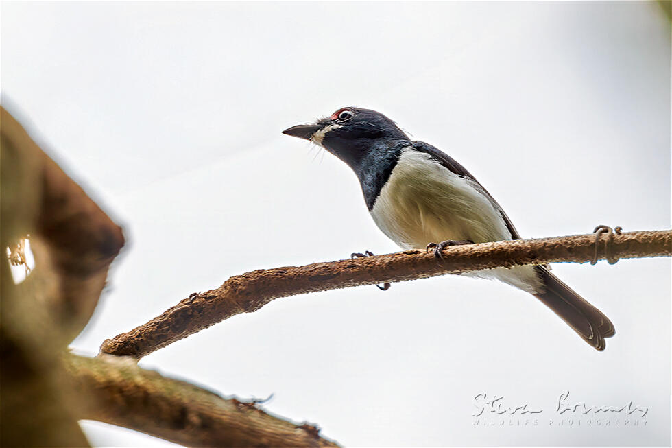Black-throated Wattle-eye (Platysteira peltata)