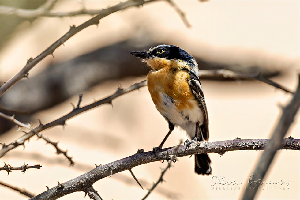 Pririt Batis (Batis pririt)
