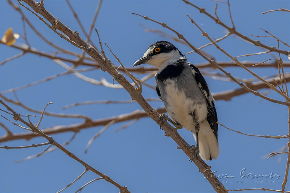 White-tailed Shrike (Lanioturdus torquatus)