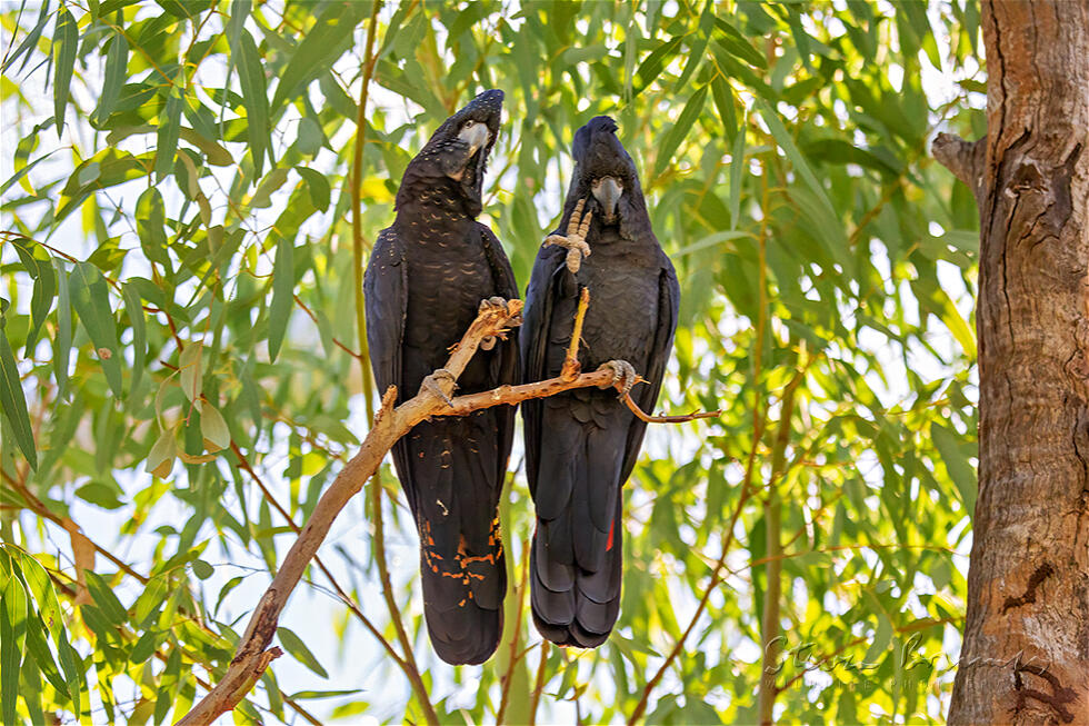 Red-tailed Black Cockatoo (Calyptorhynchus banksii)