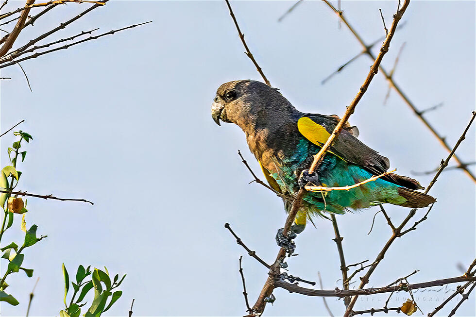 Meyer's Parrot (Poicephalus meyeri)