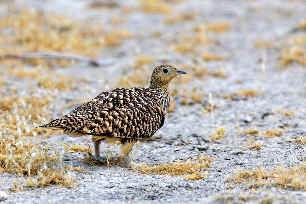 Namaqua Sandgrouse (Pterocles namaqua)