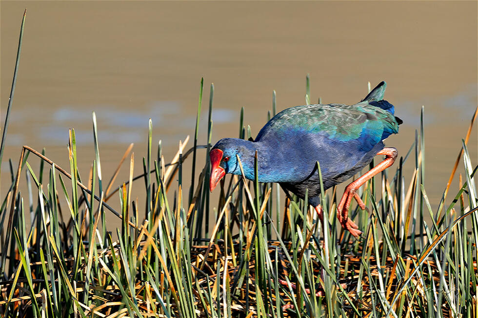 African Swamphen (Porphyrio madagascariensis)