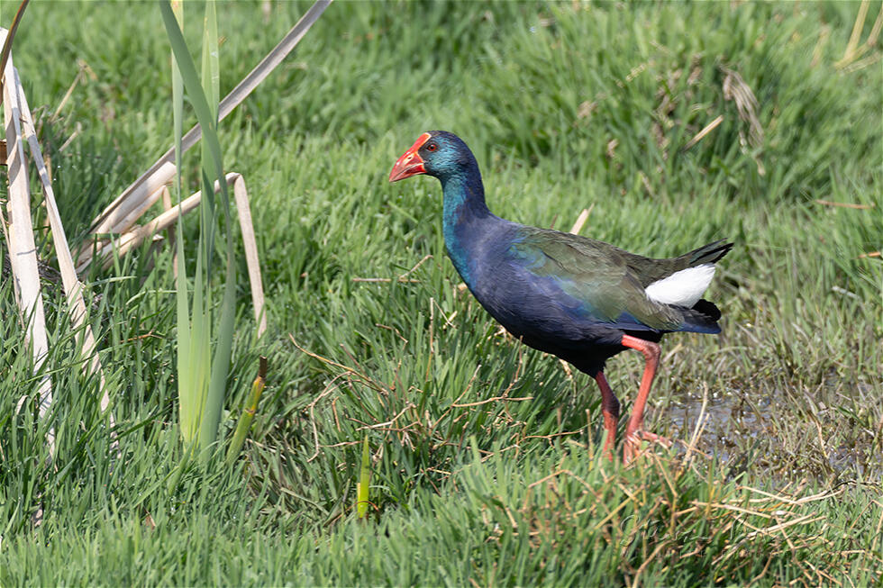 African Swamphen (Porphyrio madagascariensis)