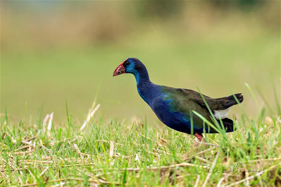 African Swamphen (Porphyrio madagascariensis)