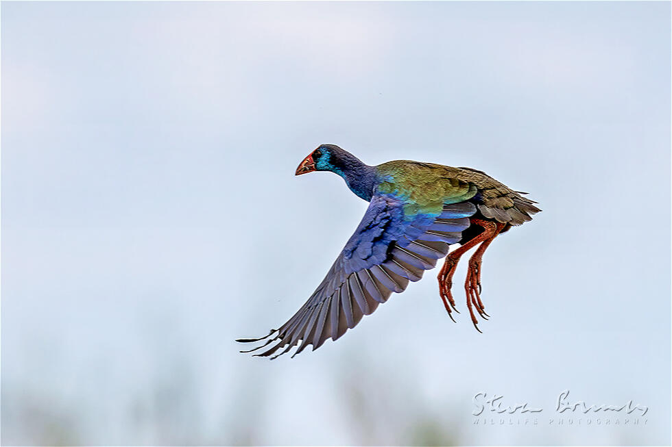African Swamphen (Porphyrio madagascariensis)