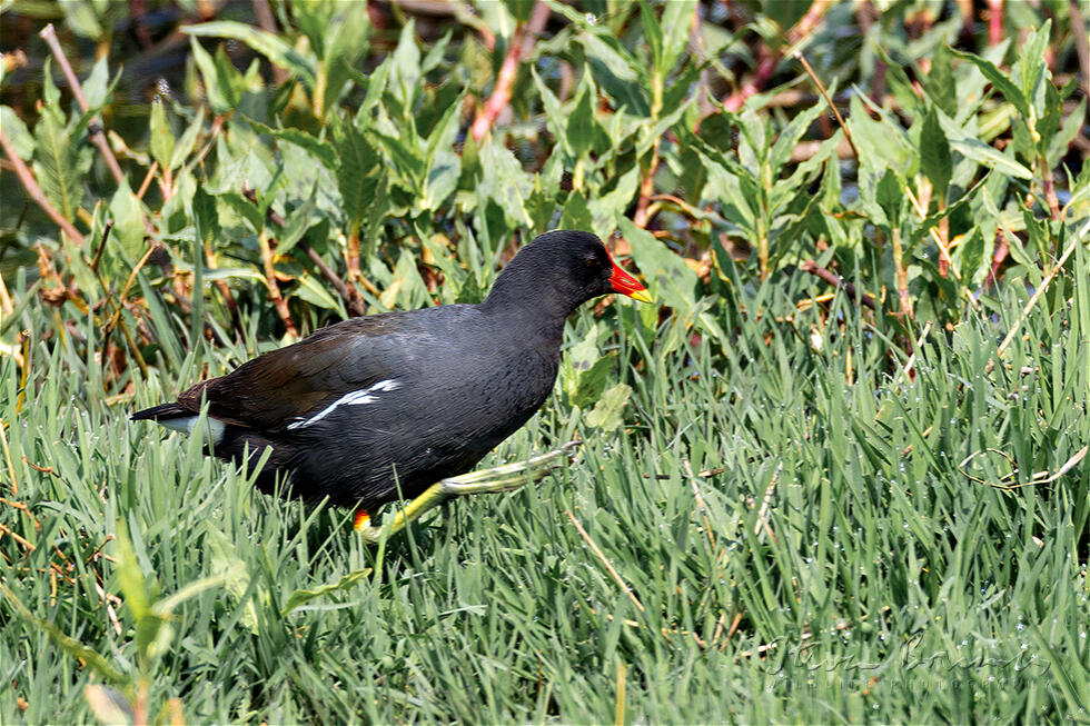 Common Moorhen (Gallinula chloropus)