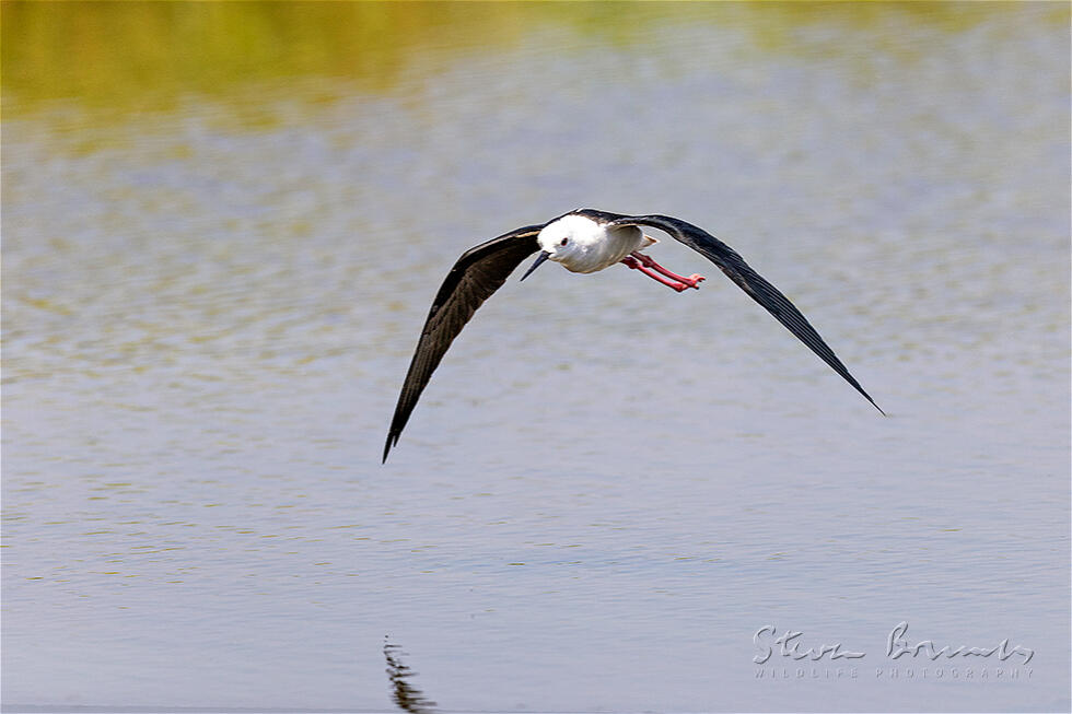 Black-winged Stilt (Himantopus himantopus)
