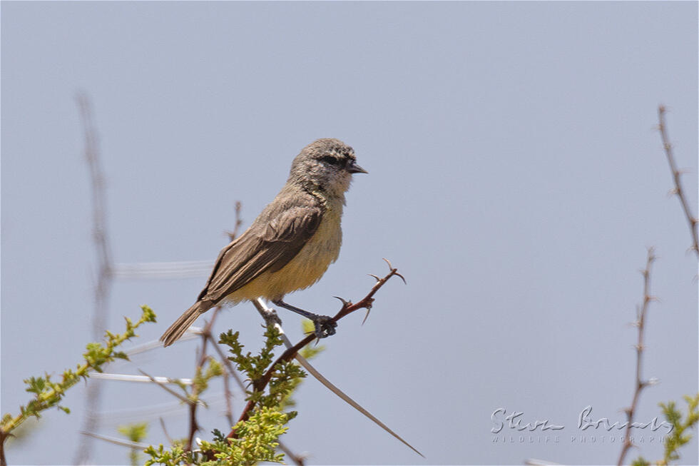 Cape Penduline Tit (Anthoscopus minutus)