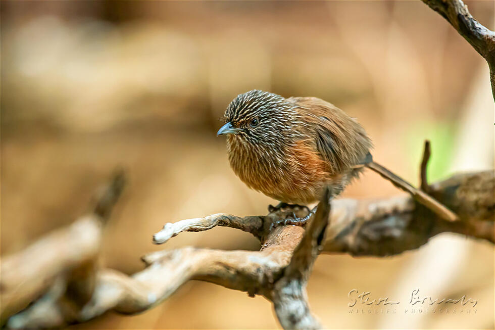 Dusky Grasswren (Amytornis purnelli)