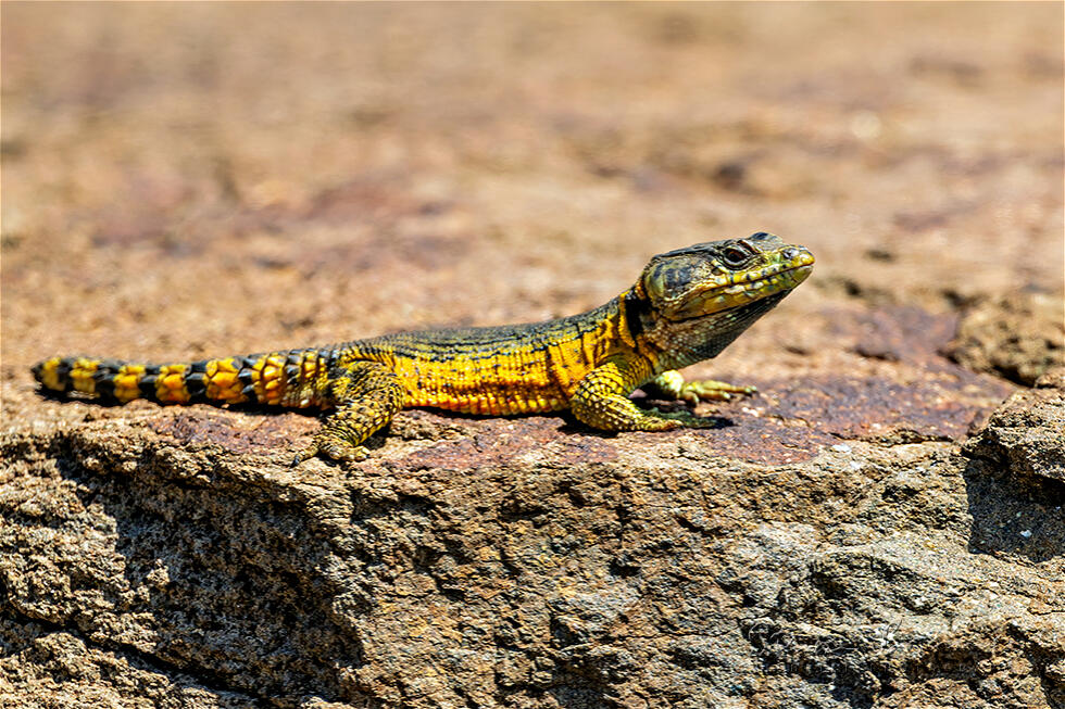 Drakensberg Crag Lizard (Pseudocordylus subviridis)
